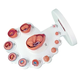 4D Анатомическая модель Развития человеческого эмбриона, Обучающий орган роста плода, Сборные игрушки Alpinia